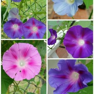 Meet your Posher, Deanna